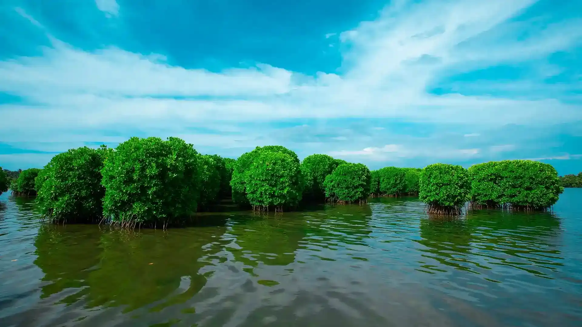 backwaters-1724836202_6fd73d2e90b3ae2bb721